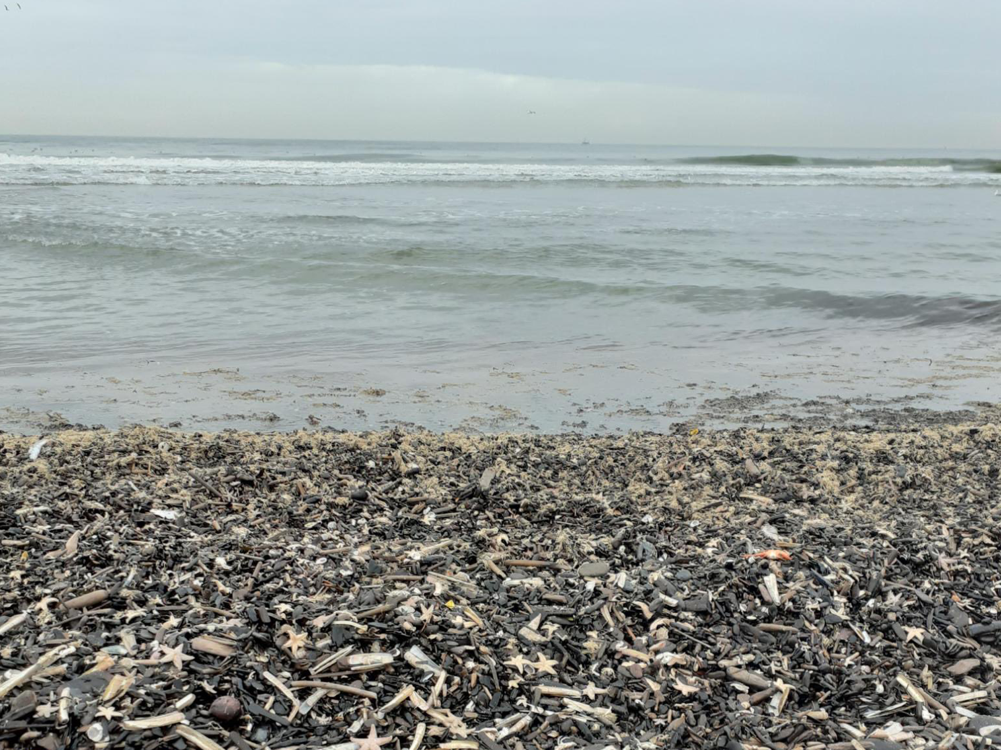 Het zuiderstrand bezaaid met zeedieren 